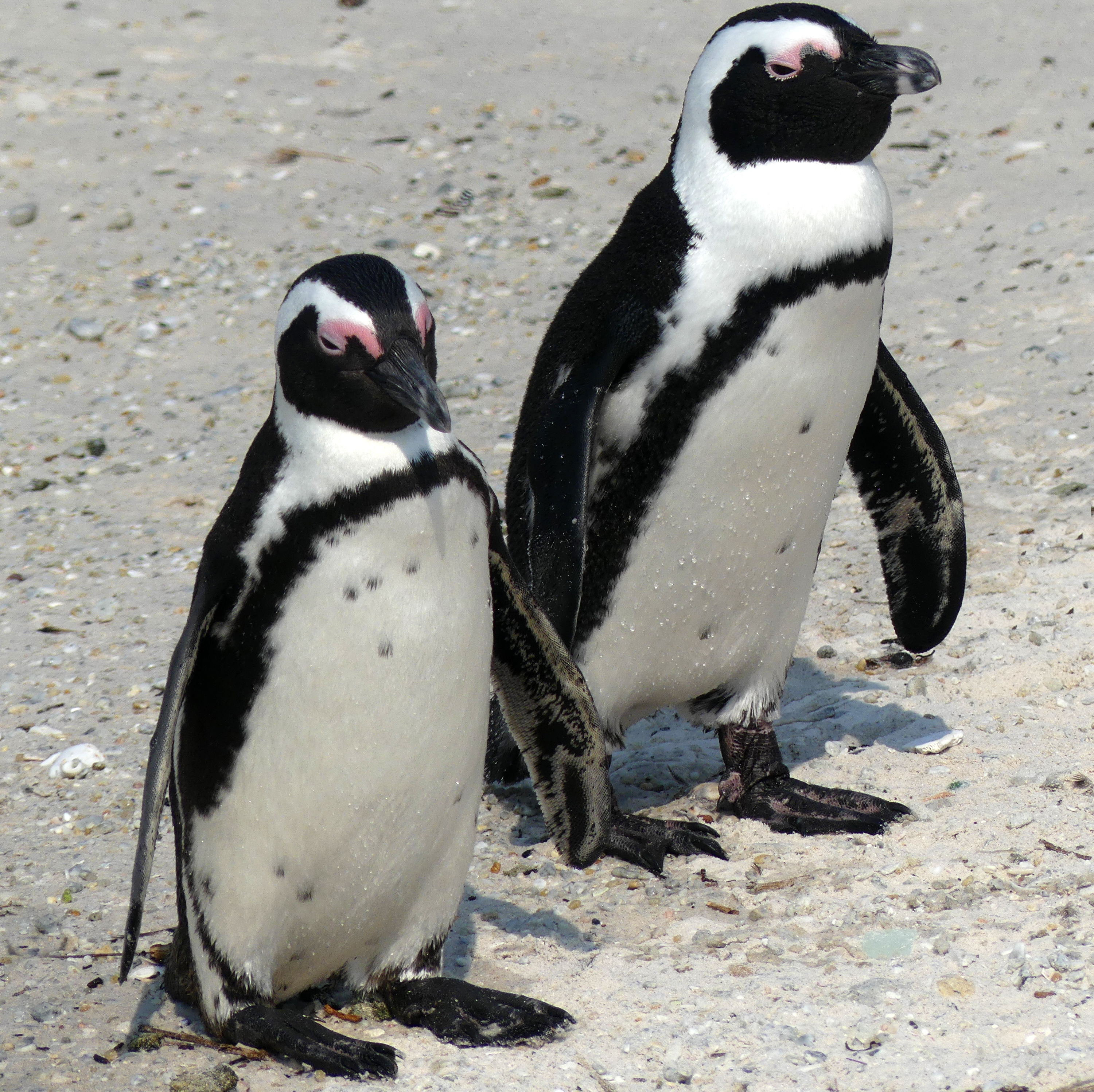 two penguins